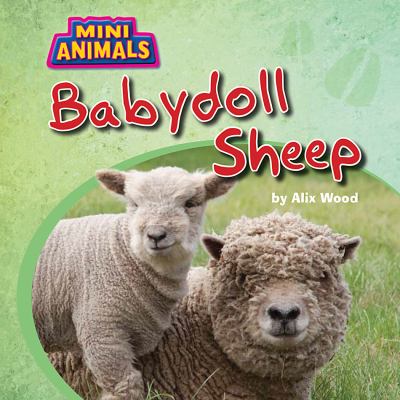 Babydoll sheep